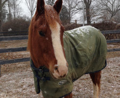 Horse-staying-warm